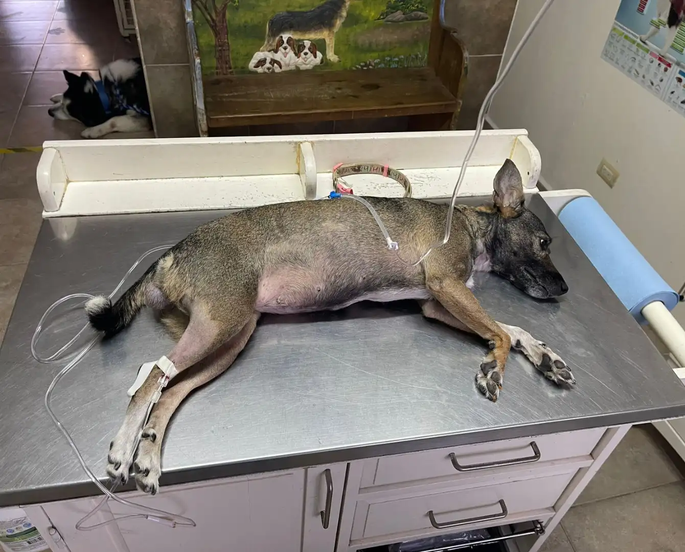 TVT en perros: cómo identificar y tratar el tumor venéreo transmisible ...