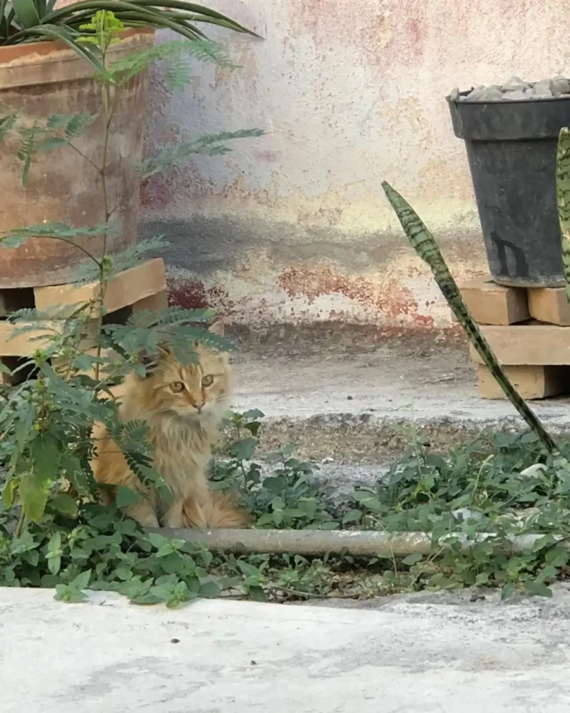 Gatos ferales - 03