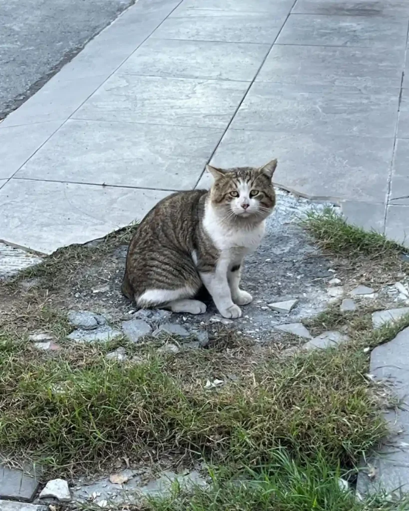 Gatos ferales - 02